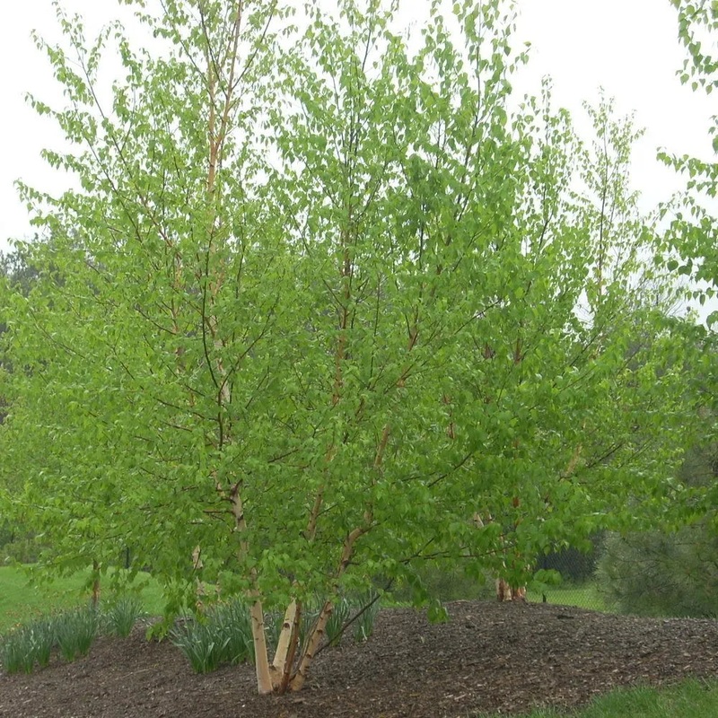 Birch-Avalanche – G7