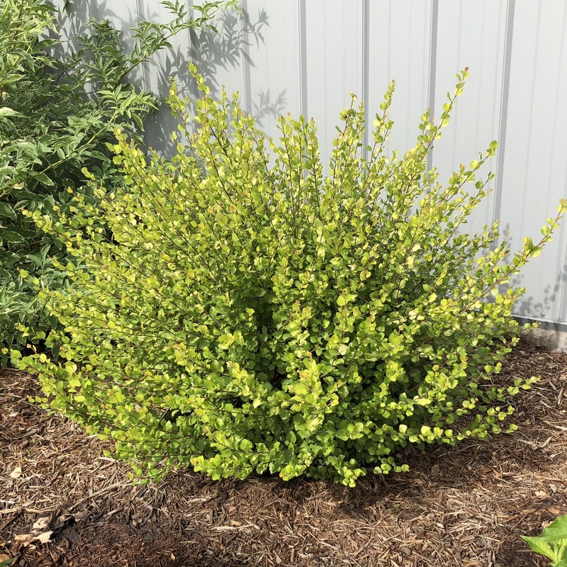 Birch-Cesky – G3