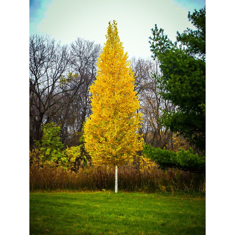 Birch-Dakota Pinnacle – 2