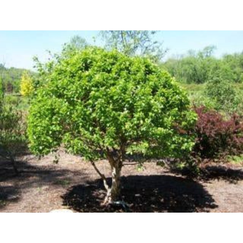 Birch-Little King – G15