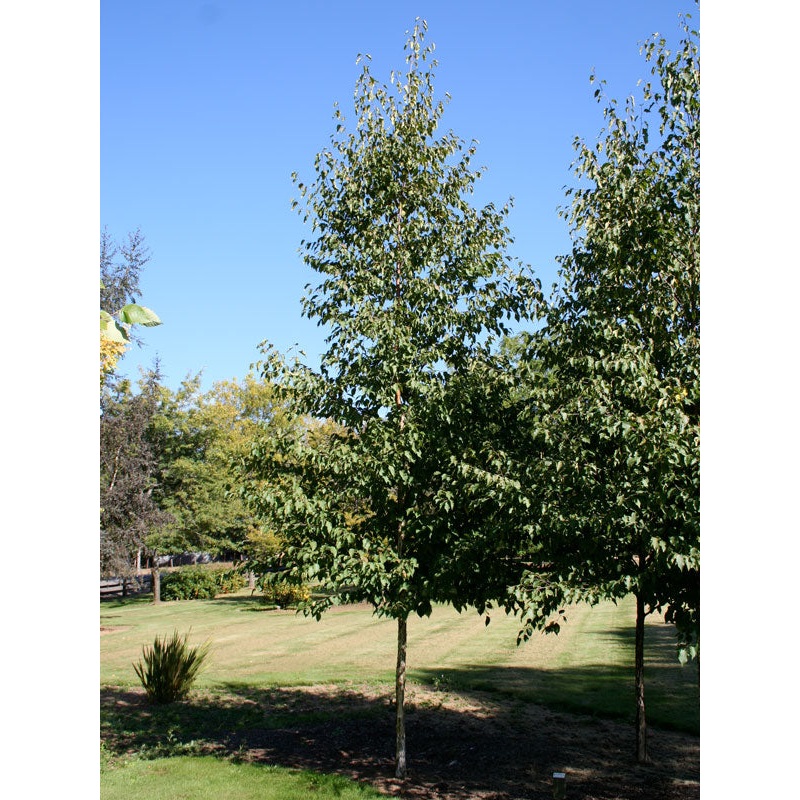 Birch-Renaissance Reflection 5′