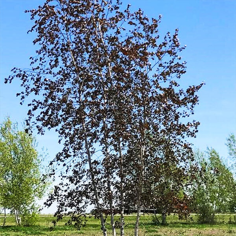 Birch-Royal Frost – G15