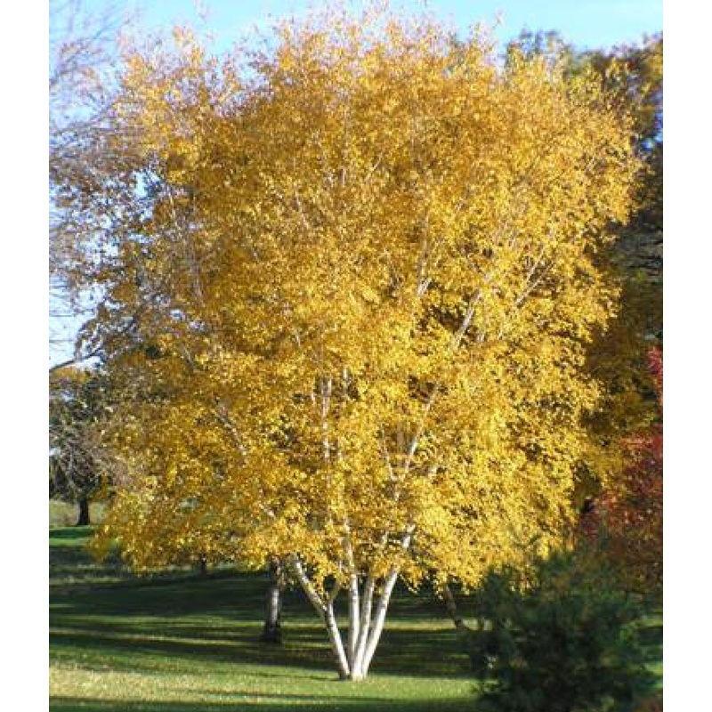 Birch-Whitespire – G10