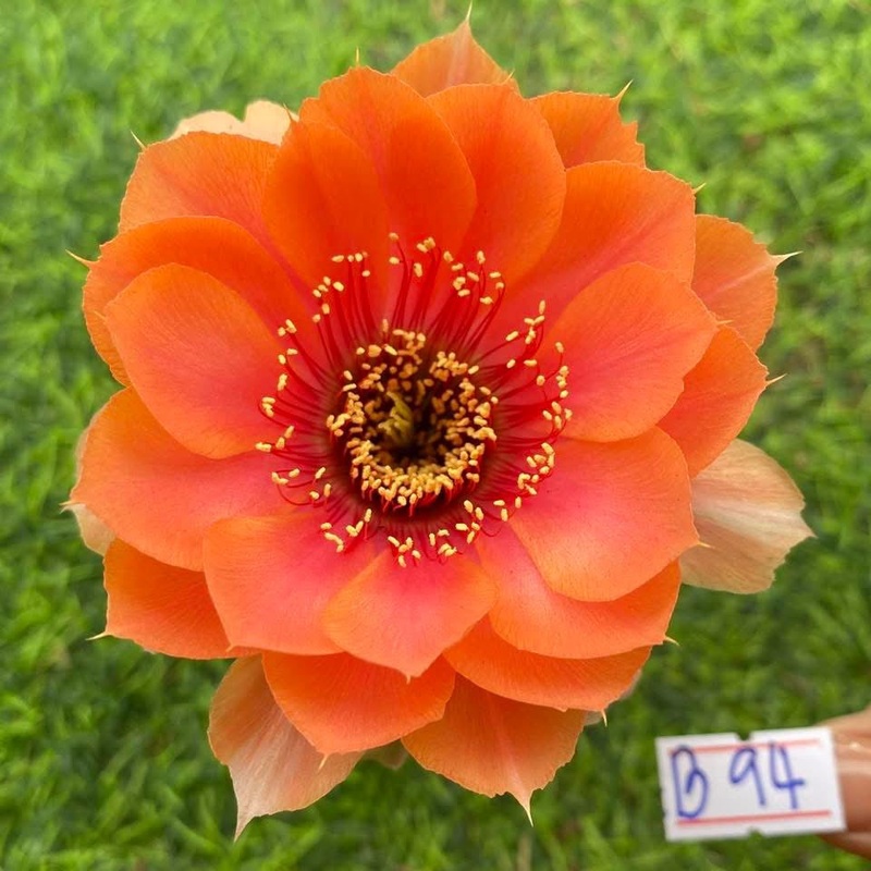 Lobivia Duskmire