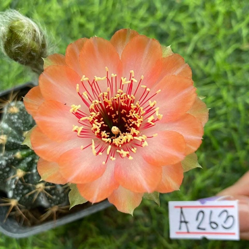 Lobivia Echoflora