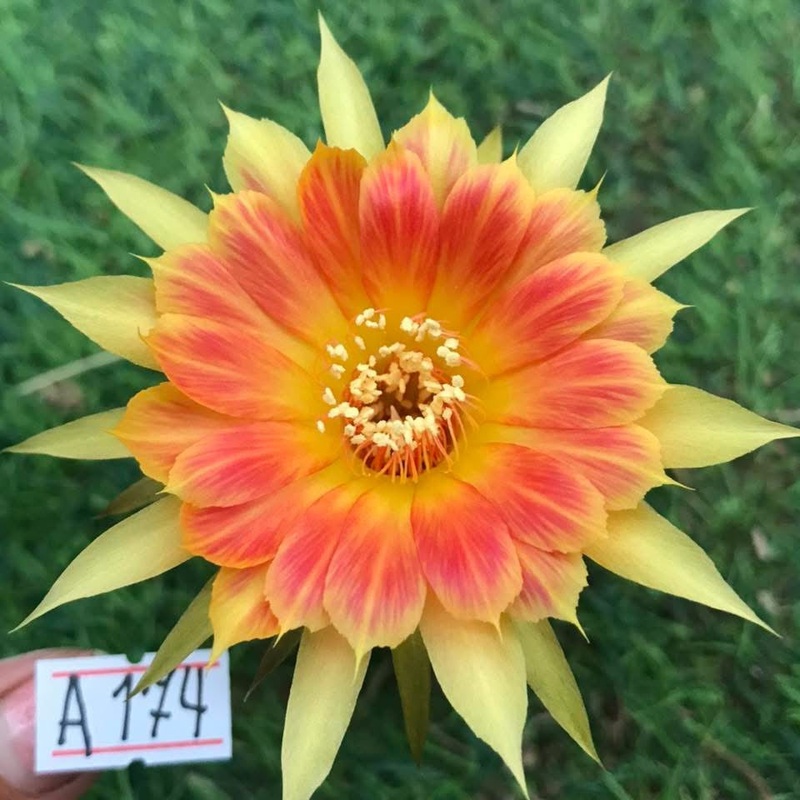 Lobivia Elarion