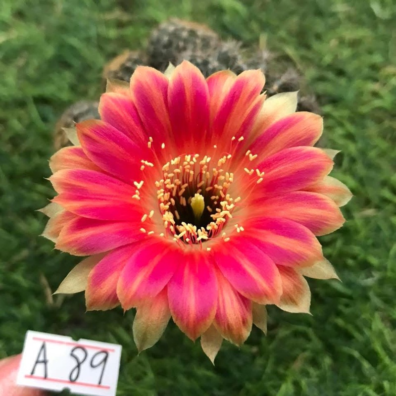 Lobivia Empress Glint
