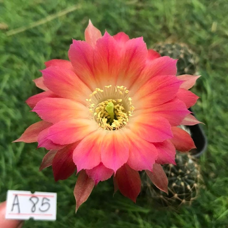Lobivia Falcon Petal