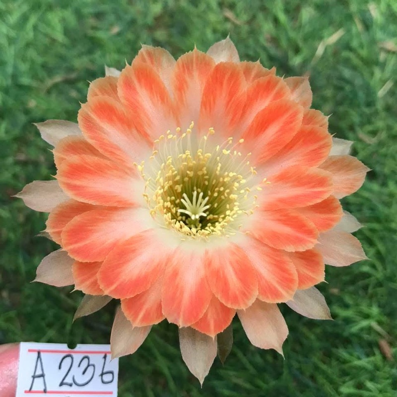Lobivia Floria Twist