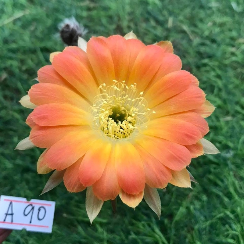 Lobivia Gearvine