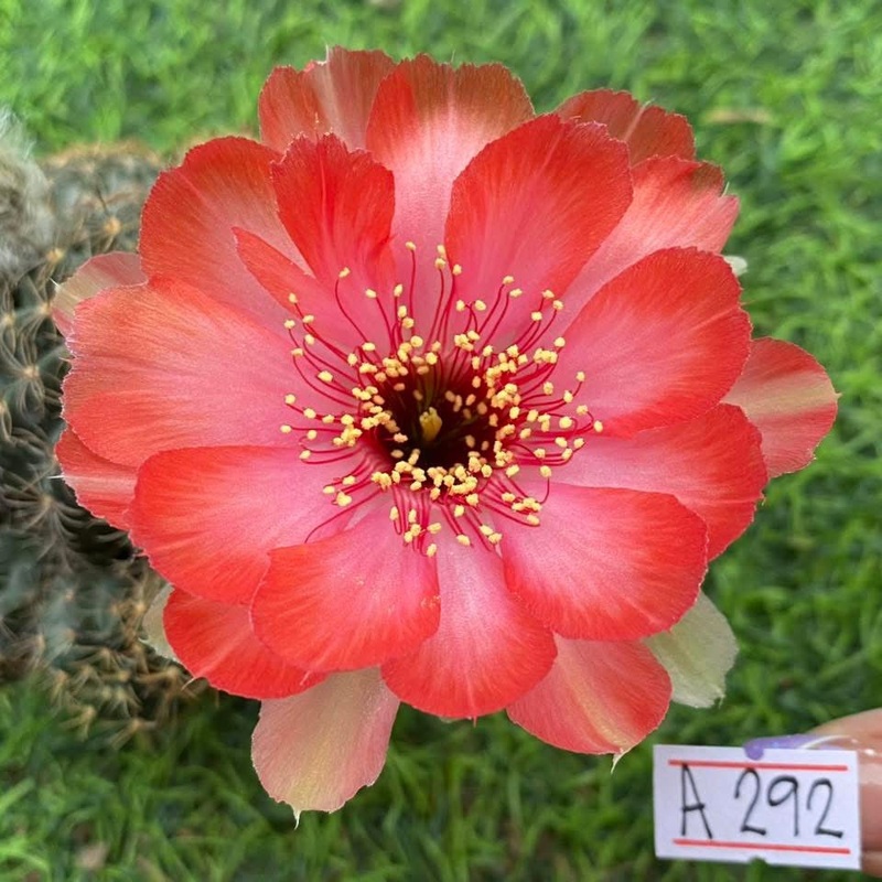 Lobivia Glacierbud