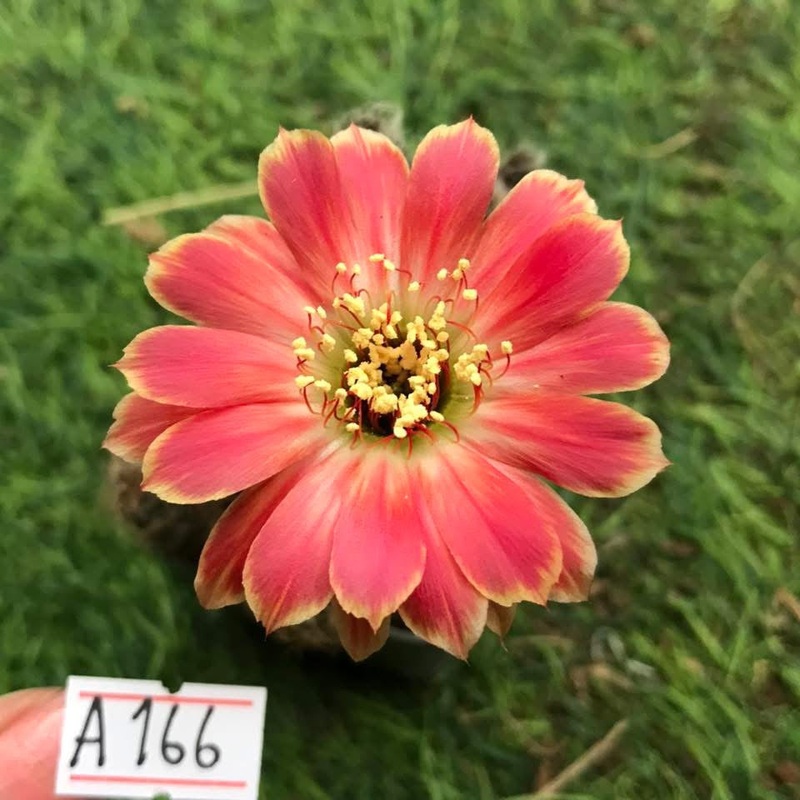 Lobivia Golden Sway