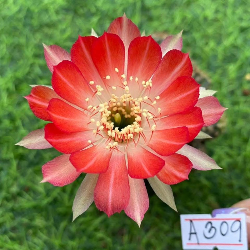 Lobivia Jadebeam