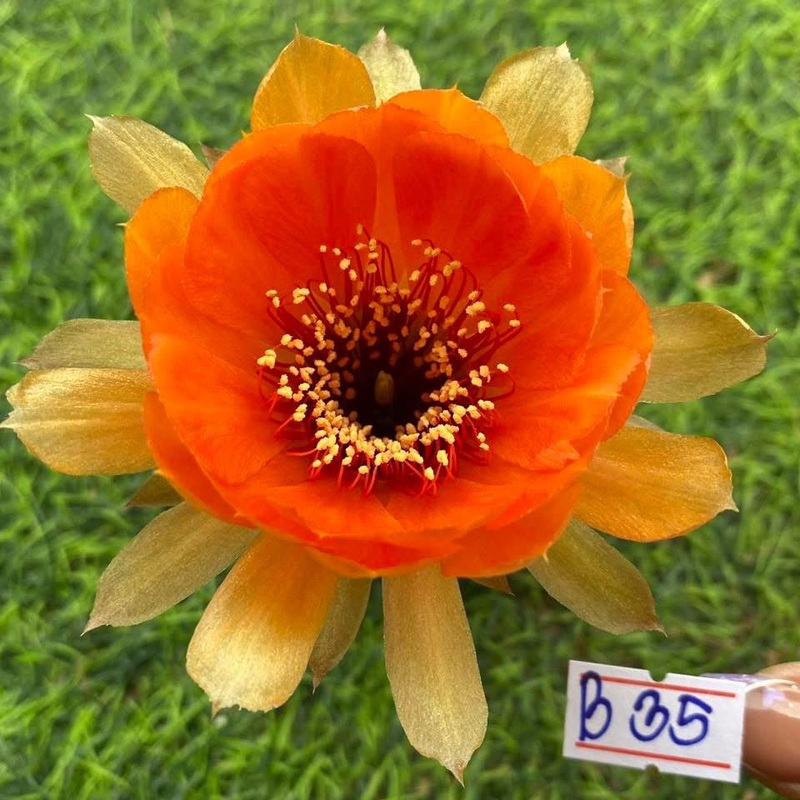 Lobivia Macarose