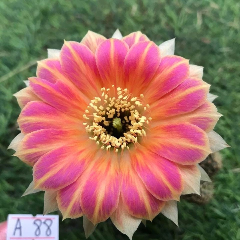Lobivia Marigold Belle