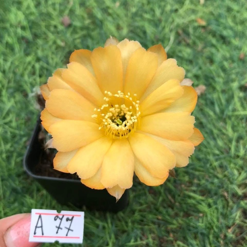 Lobivia Mythshade