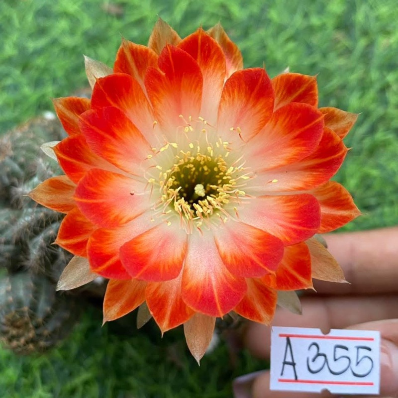 Lobivia Nova Edge