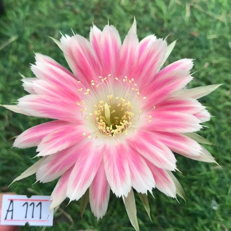 Lobivia Onyxa Glow