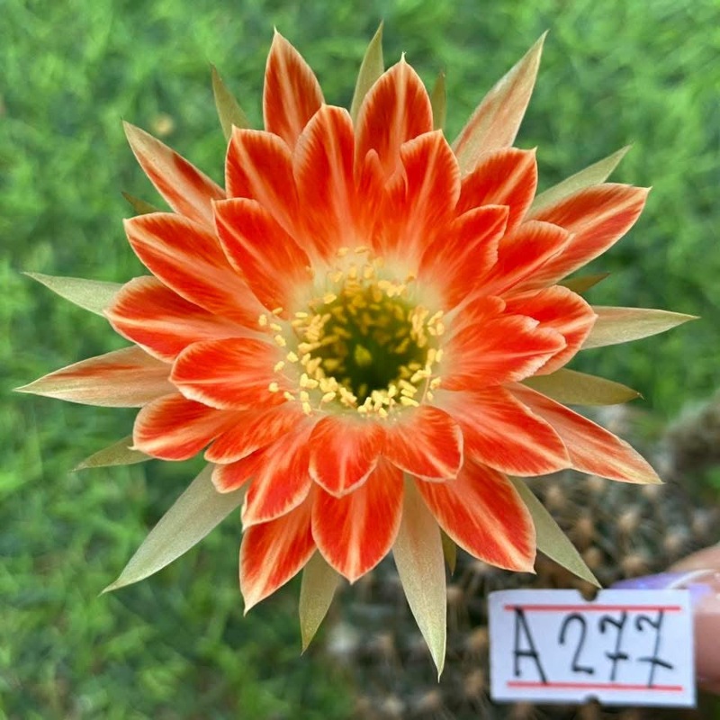 Lobivia Serenara