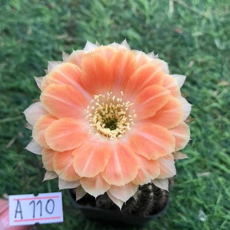 Lobivia Snowcurl