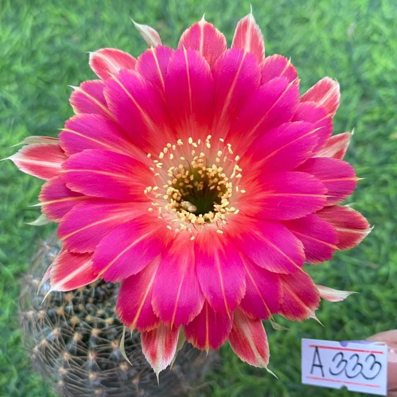 Lobivia Stormpetal
