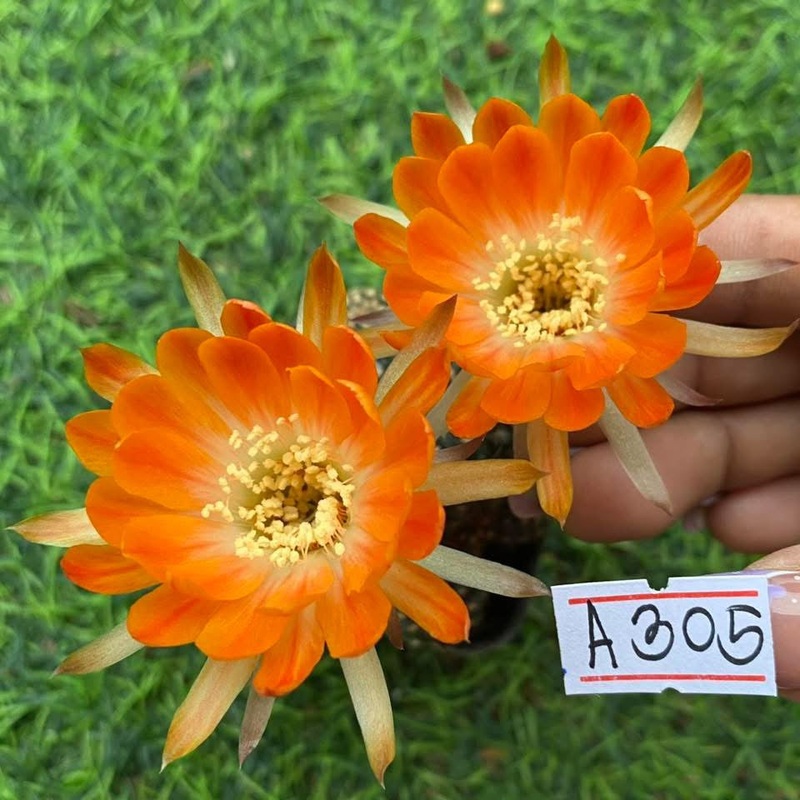 Lobivia Taffy Bloom
