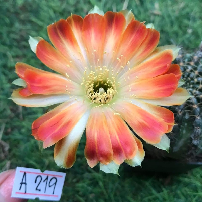 Lobivia Velora Bloom