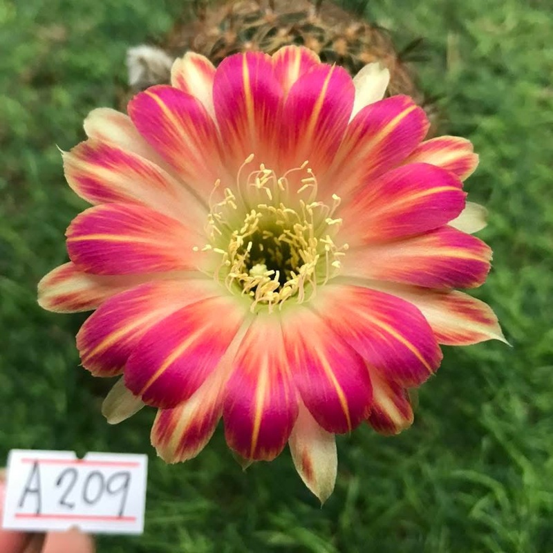 Lobivia Virenya