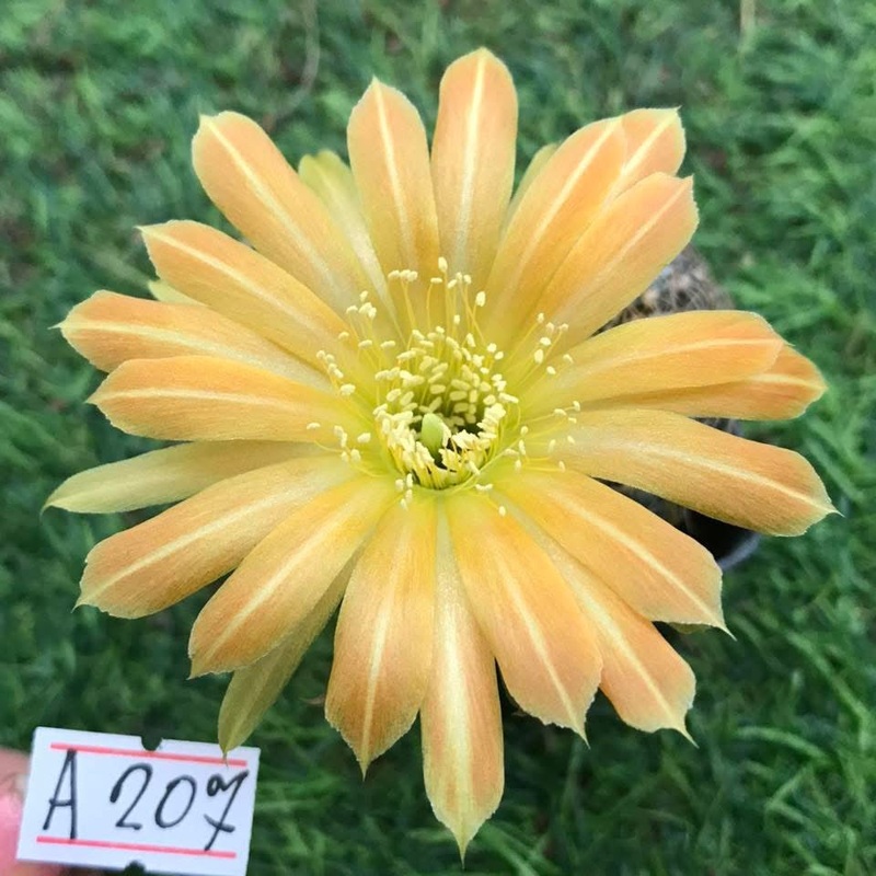 Lobivia Vortex Rose