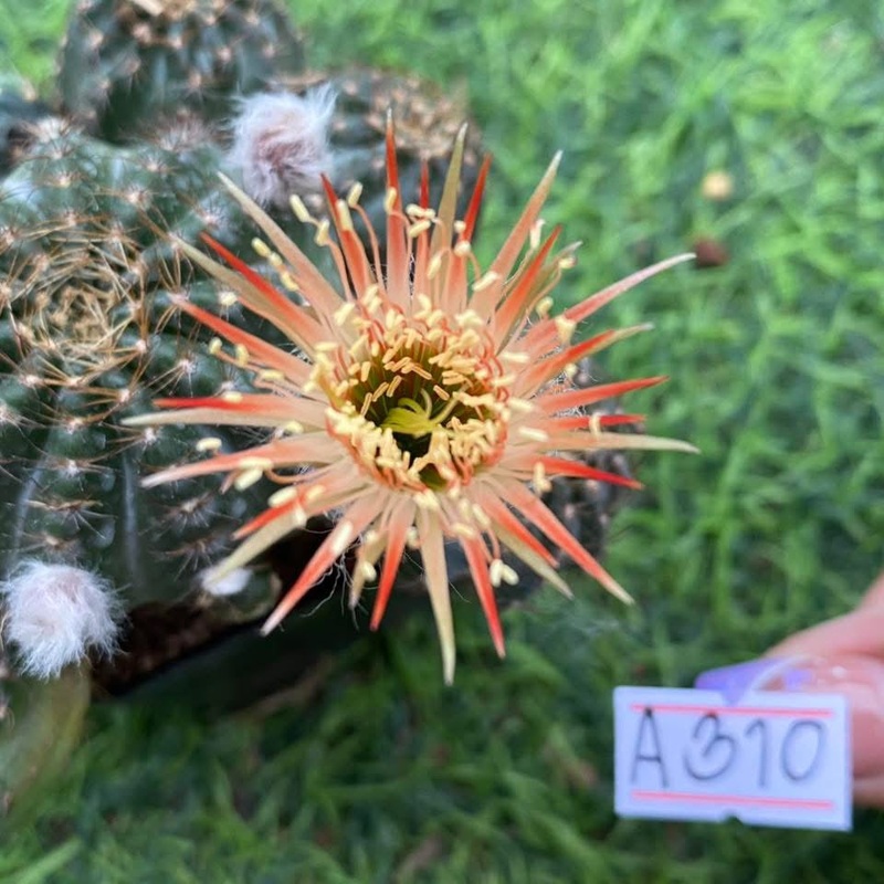 Lobivia Zyntra Bloom