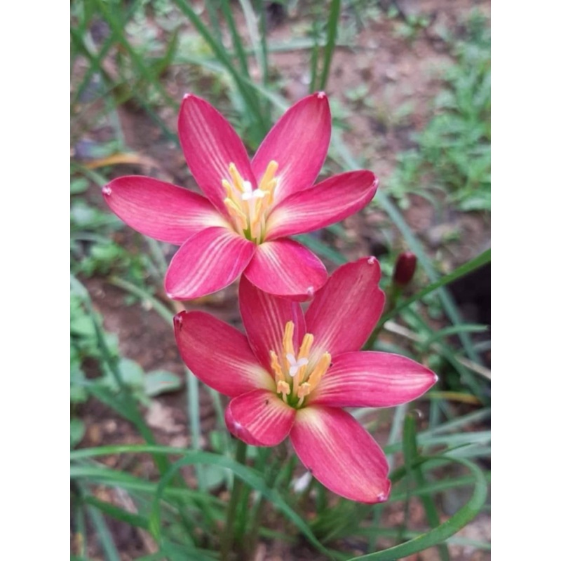 Rain Lily AC4 Red
