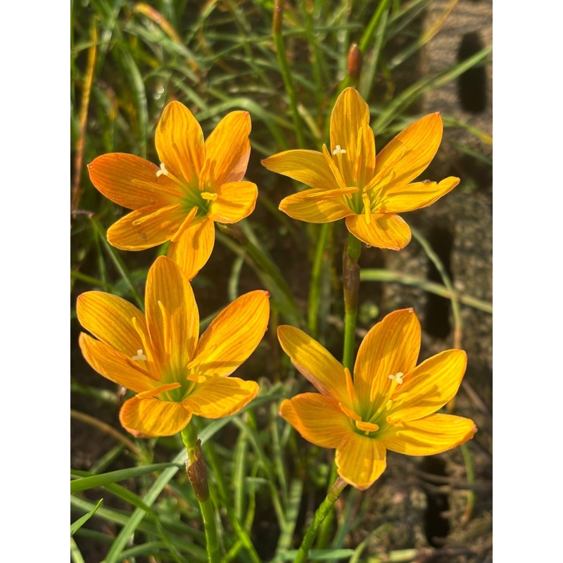Rain Lily Golden Anniversary