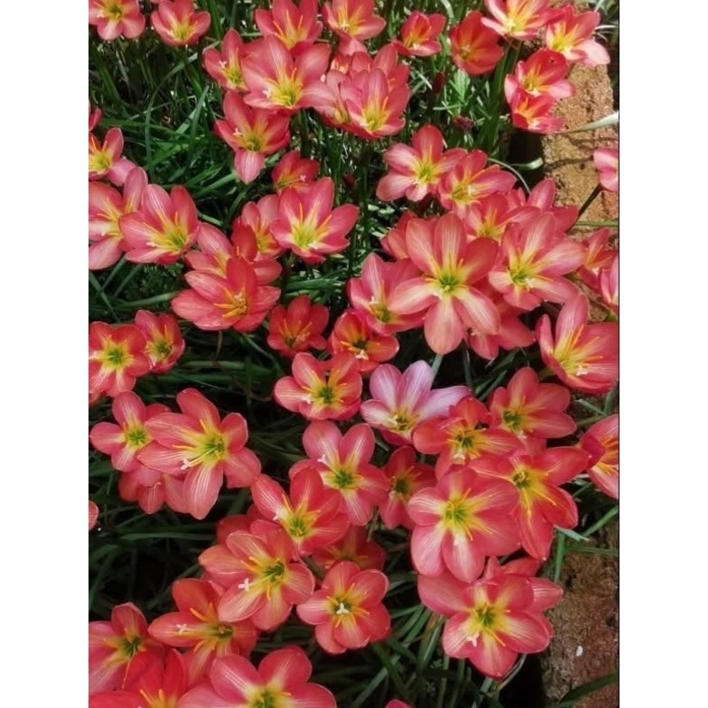 Rain Lily Lipta