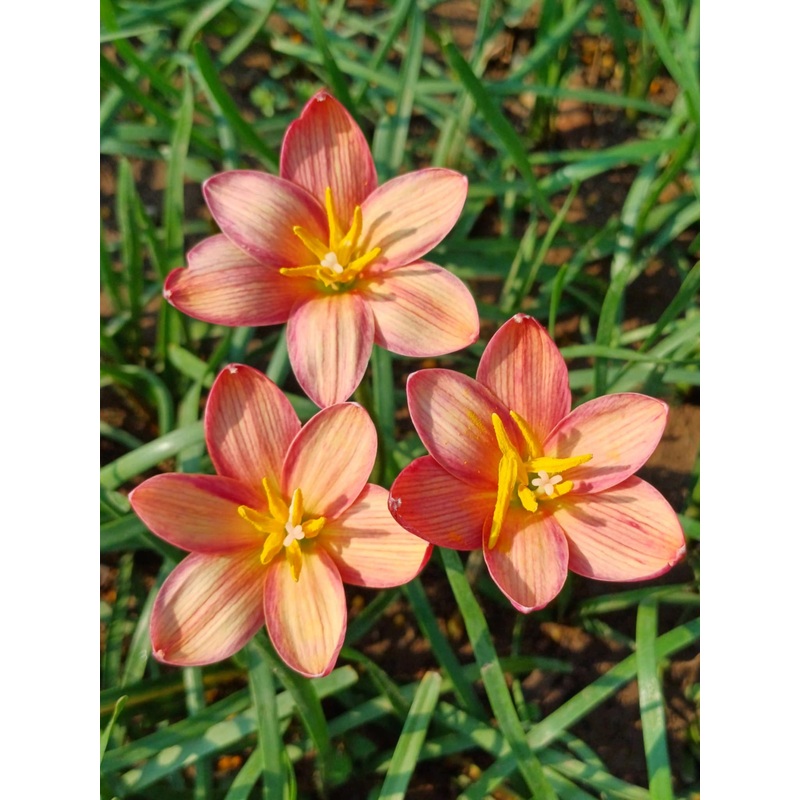 Rain Lily Malinee