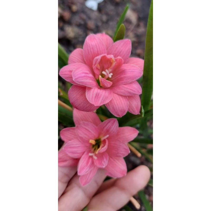 Rain Lily Mholar