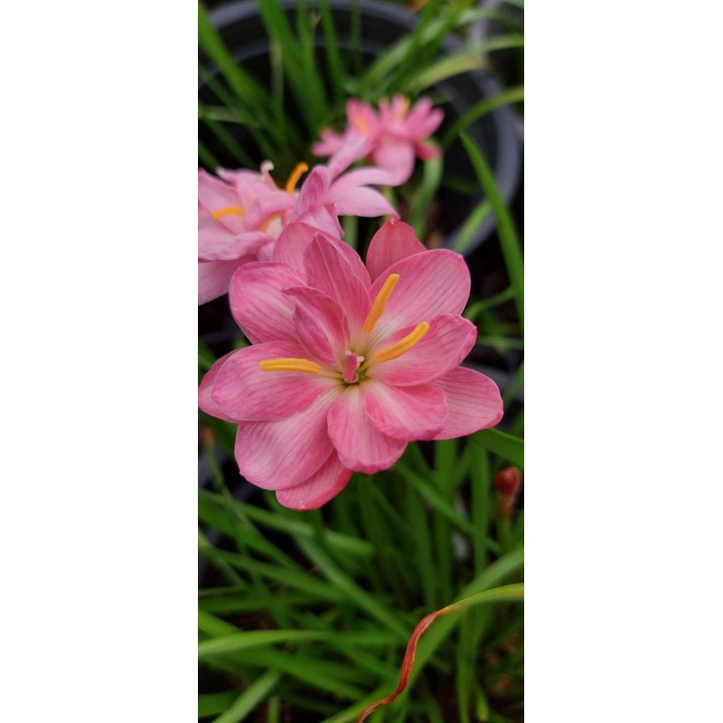 Rain Lily Pink Tango