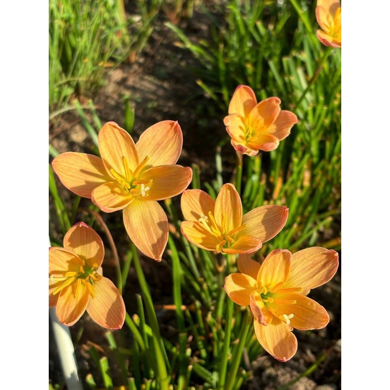 Rain Lily Potato Chips