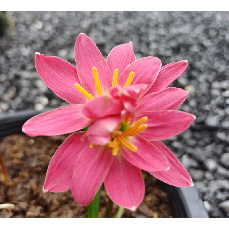 Rain Lily Twin Pink NK