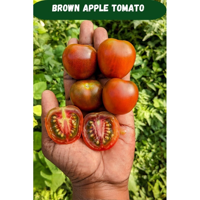 Tomato Brown Apple Seeds