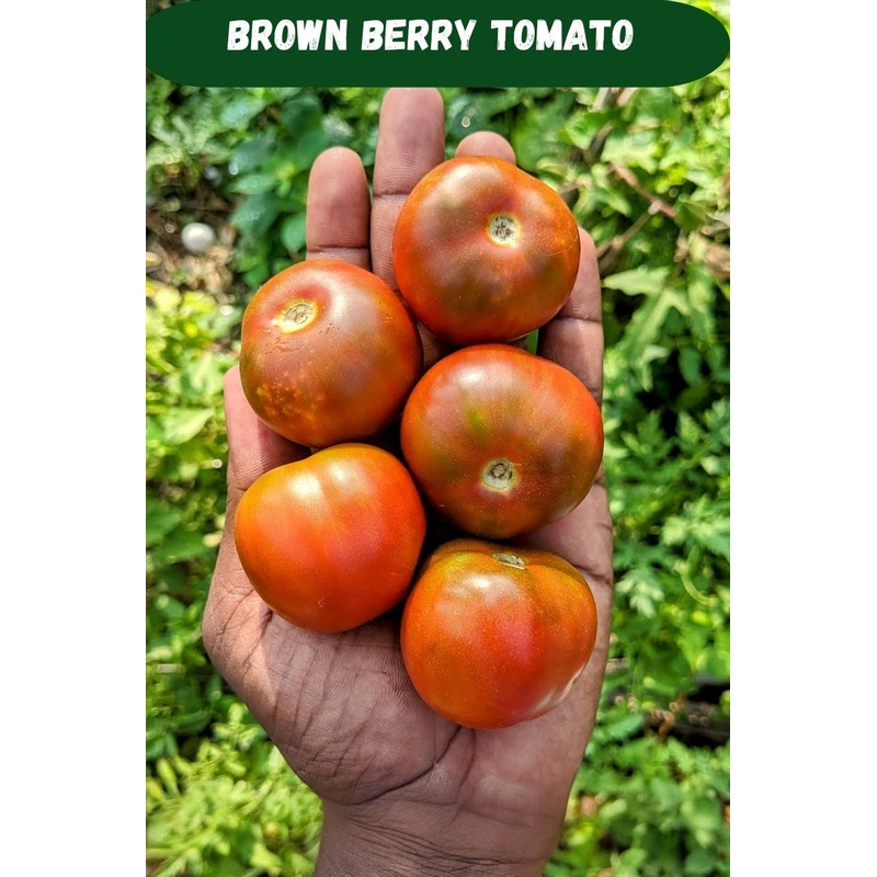 Tomato Brown Berry Seeds