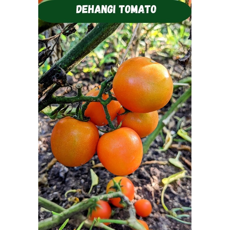 Tomato Dehangi  Seeds