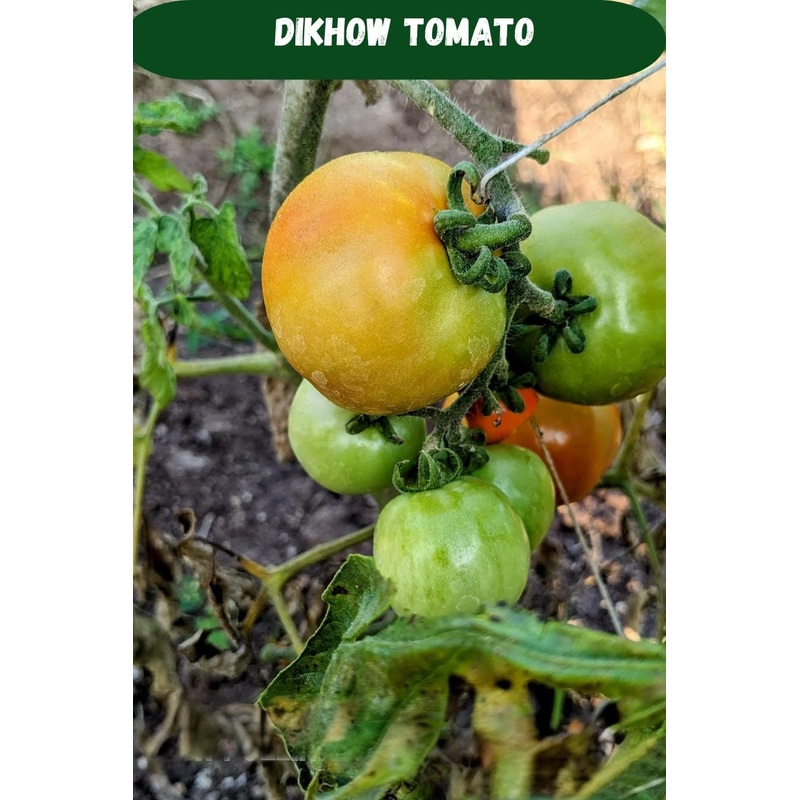 Tomato Dikhow Seeds