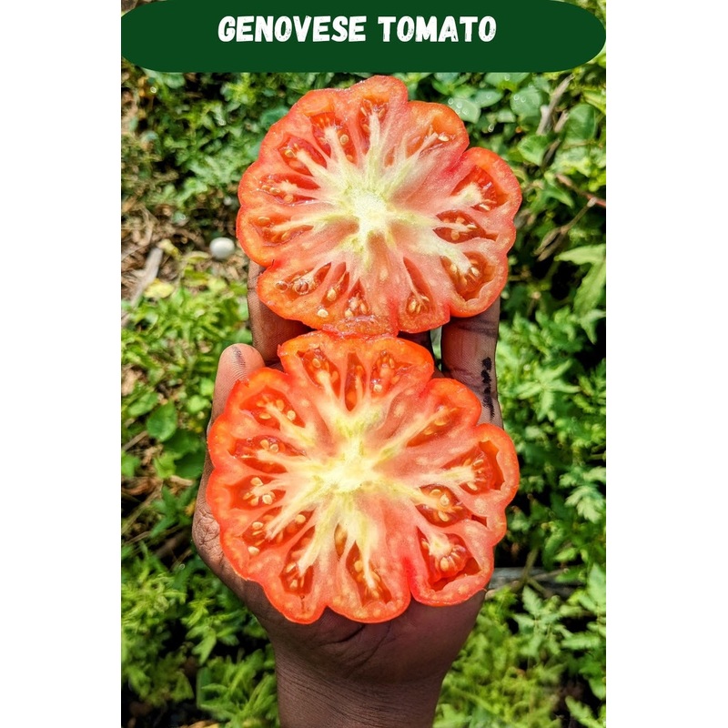 Tomato Genovese Seeds