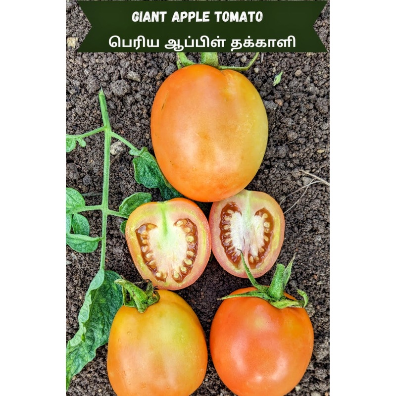 Tomato Giant Apple Seeds