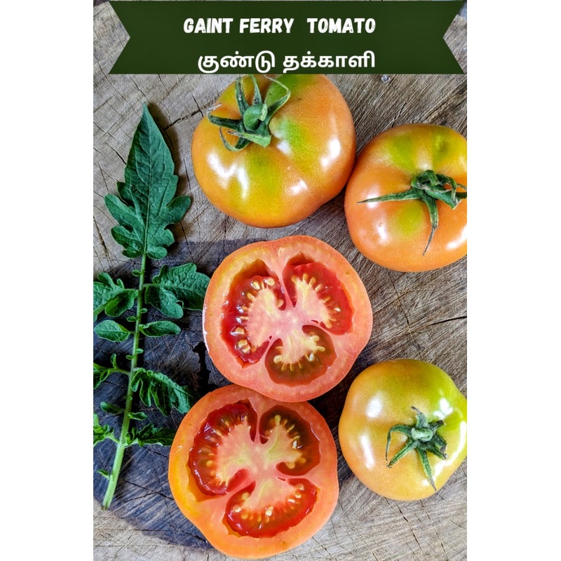 Tomato Giant Ferry Seeds