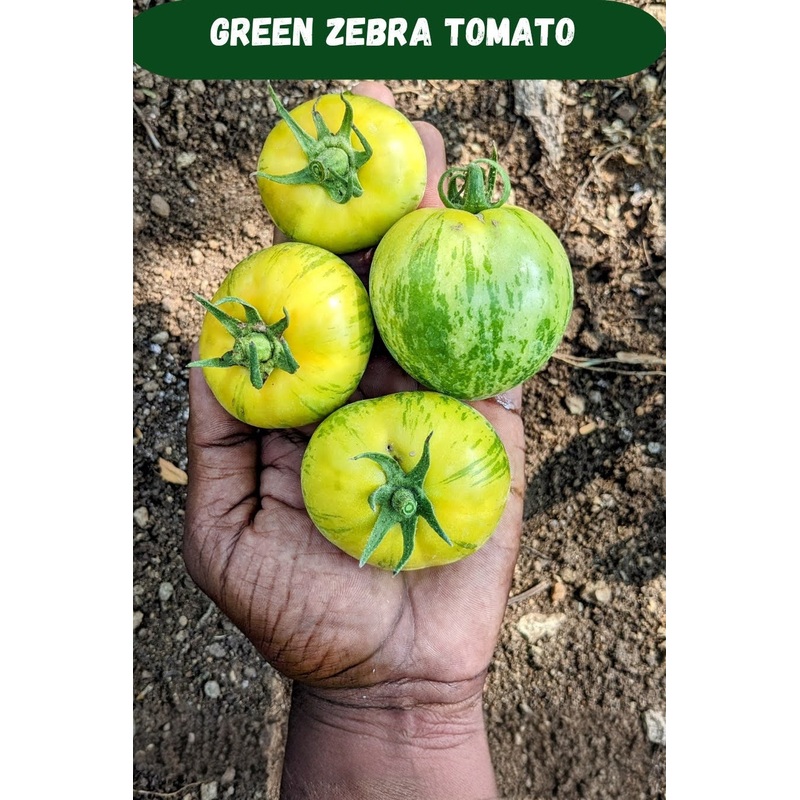 Tomato Green Zebra Seeds