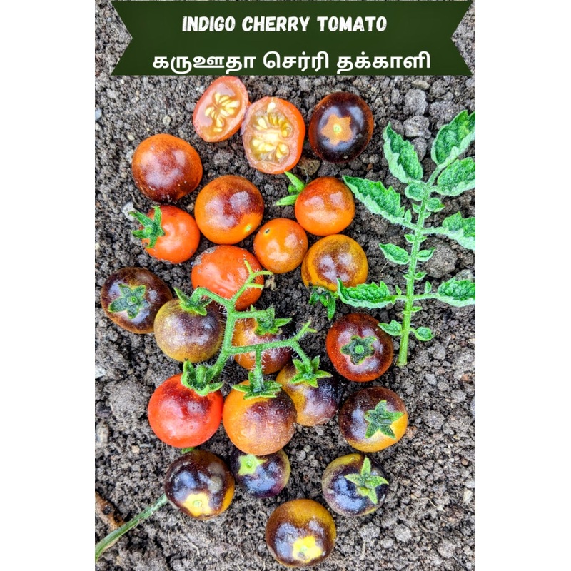 Tomato Indigo Cherry Seeds