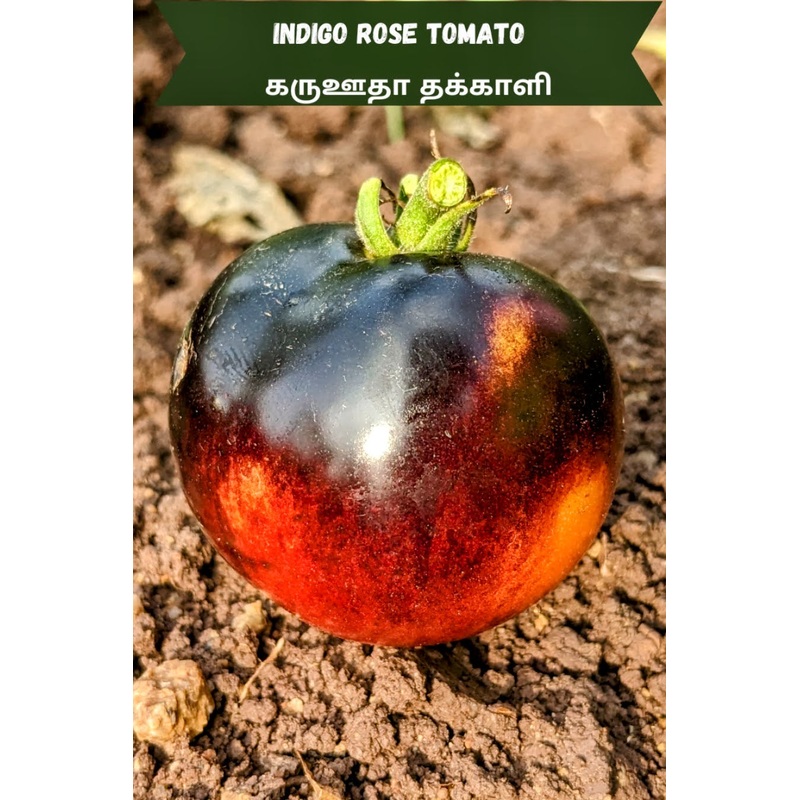 Tomato Indigo Rose Seeds