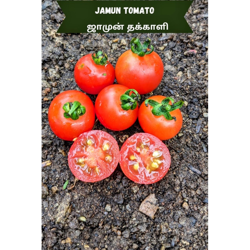 Tomato Jamun Seeds