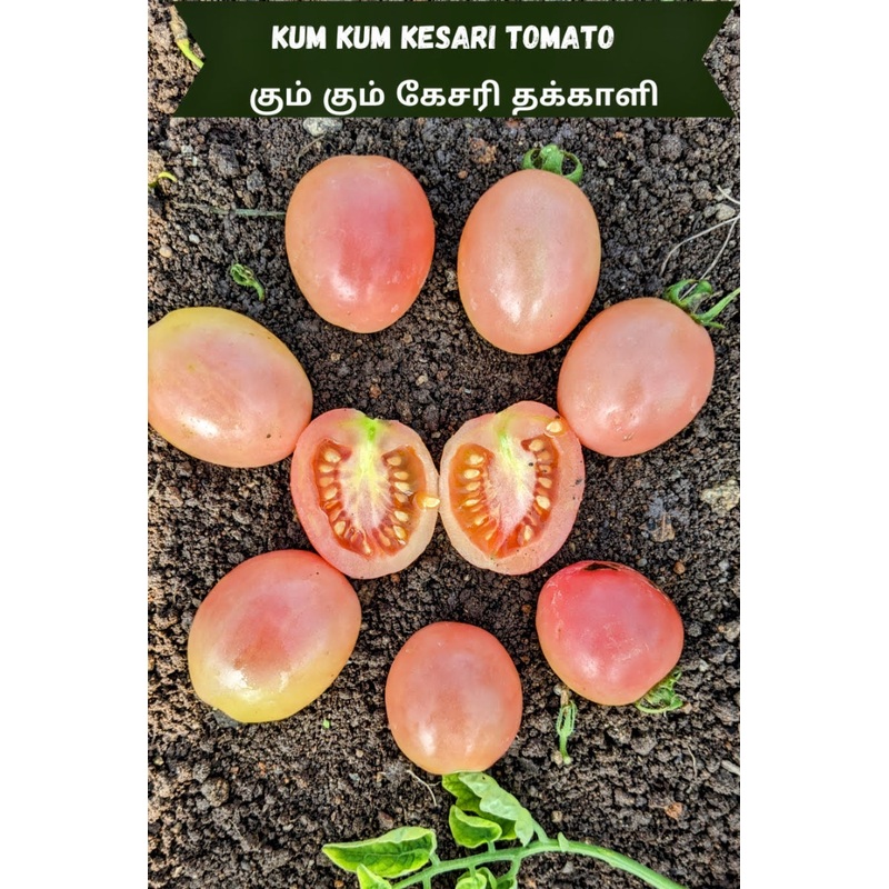 Tomato Kum Kum Kesari Seeds